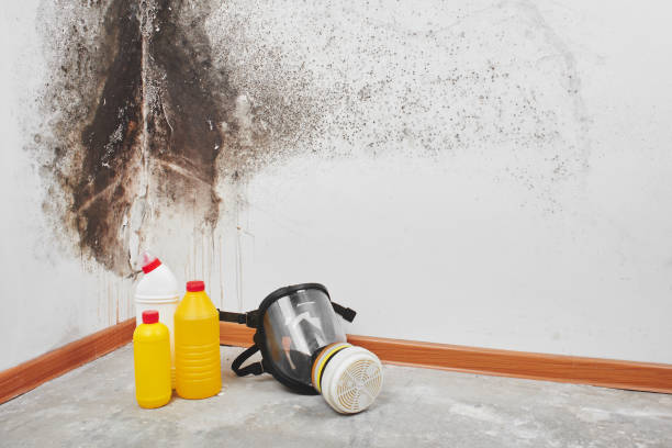 Best Localized Mold Remediation (e.g., coastal areas, humid climates) in Timberlane, IL