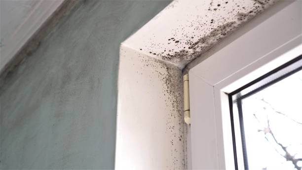 Best Black Mold Remediation in Timberlane, IL