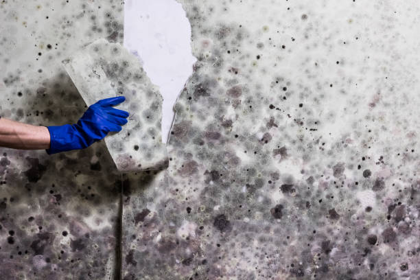 Best Industrial Mold Remediation in Timberlane, IL